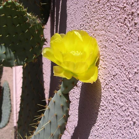 Adobe Rose Inn ทูซอน ภายนอก รูปภาพ